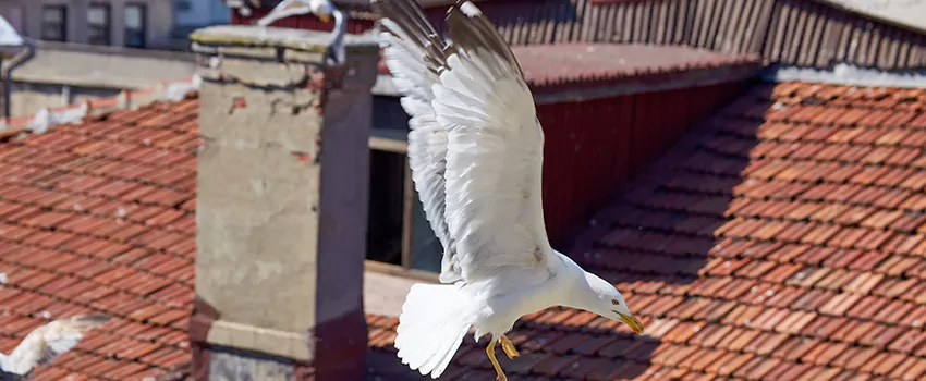 Residential Chimney Animal Removal Solution in American Fork, UT